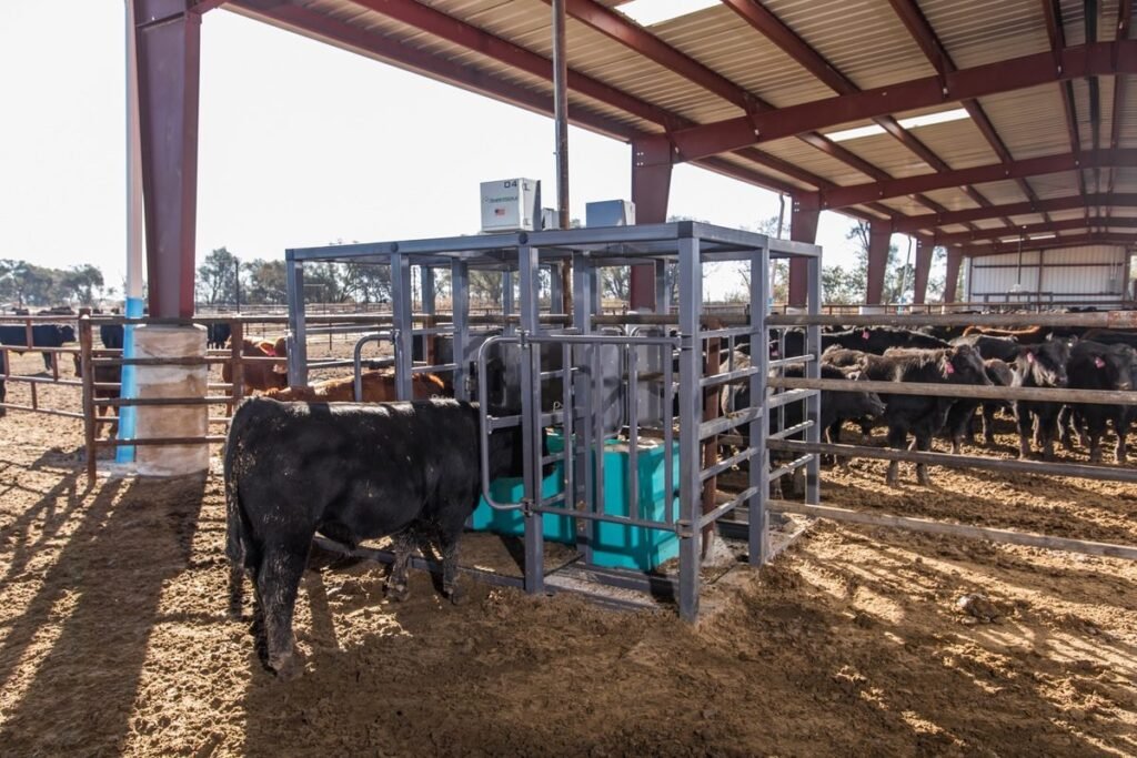 Cattle weighing system