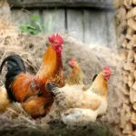 chicken feed pellets